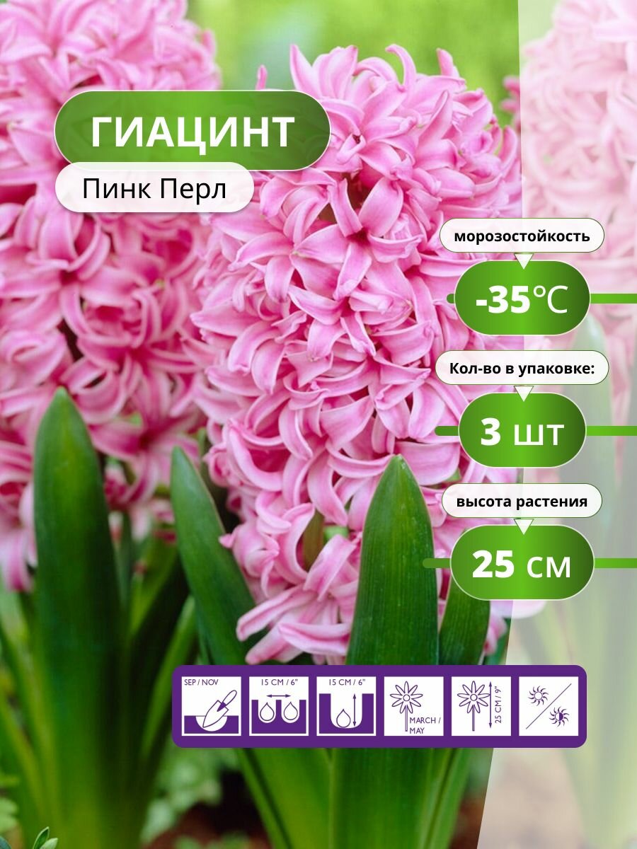 Гиацинт Пинк Перл 3 луковицы / луковицы многолетних цветов розовый