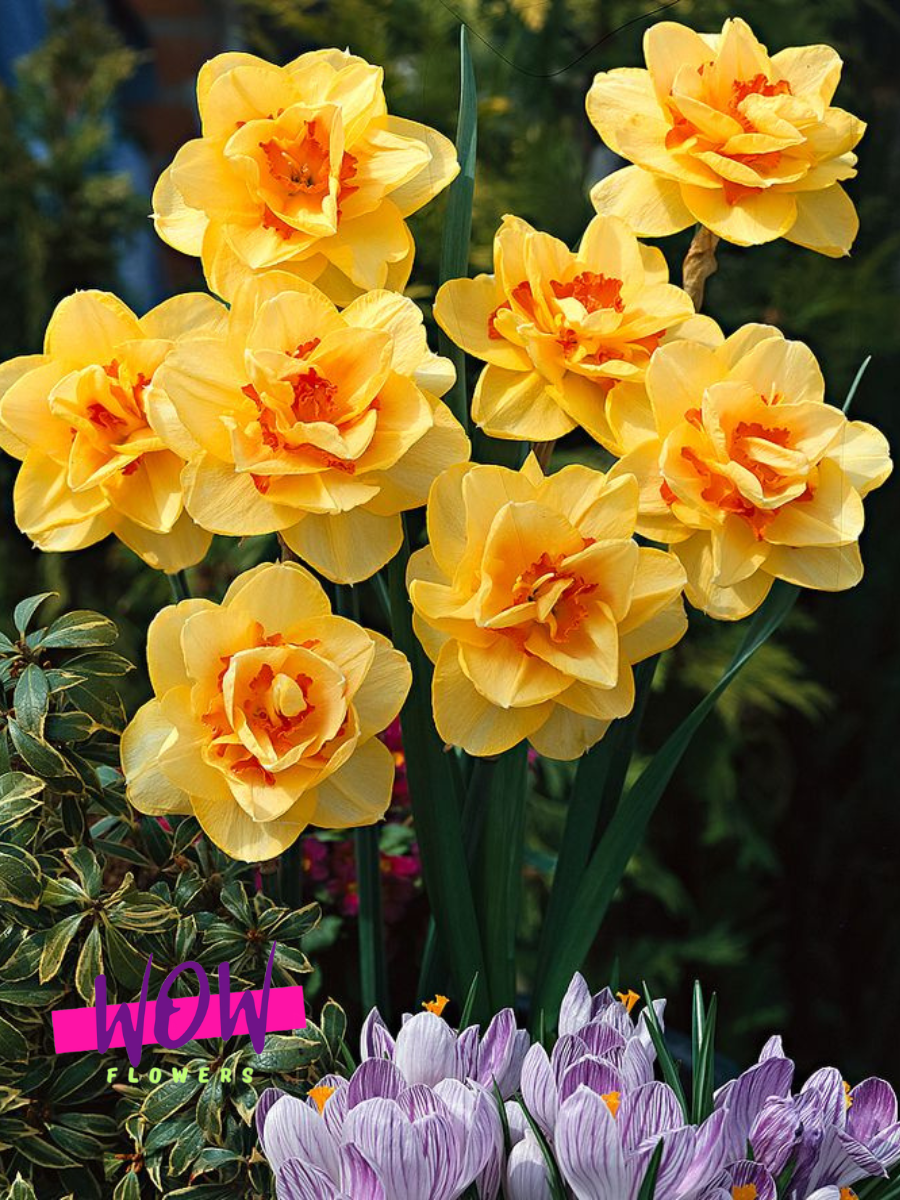 Луковицы цветов WOW FLOWERS  Нарцисс Таити  махровый  желто-оранжевый ( 3 штуки )