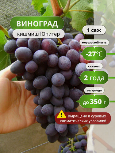 Изображение товара Виноград Кишмиш "Юпитер", многолетнее, раннее созревание, морозостойкий,1