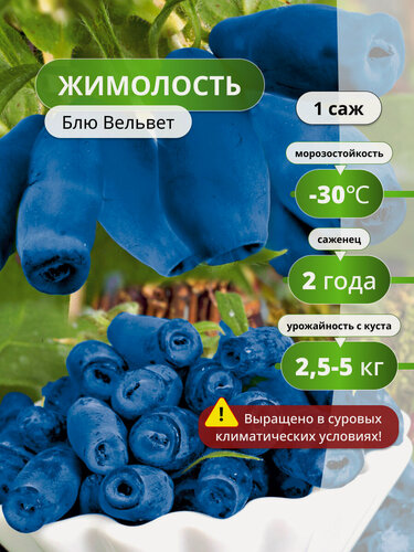 Изображение товара Жимолость Блю Вельвет, жимолости, морозостойкий, полезная ягода