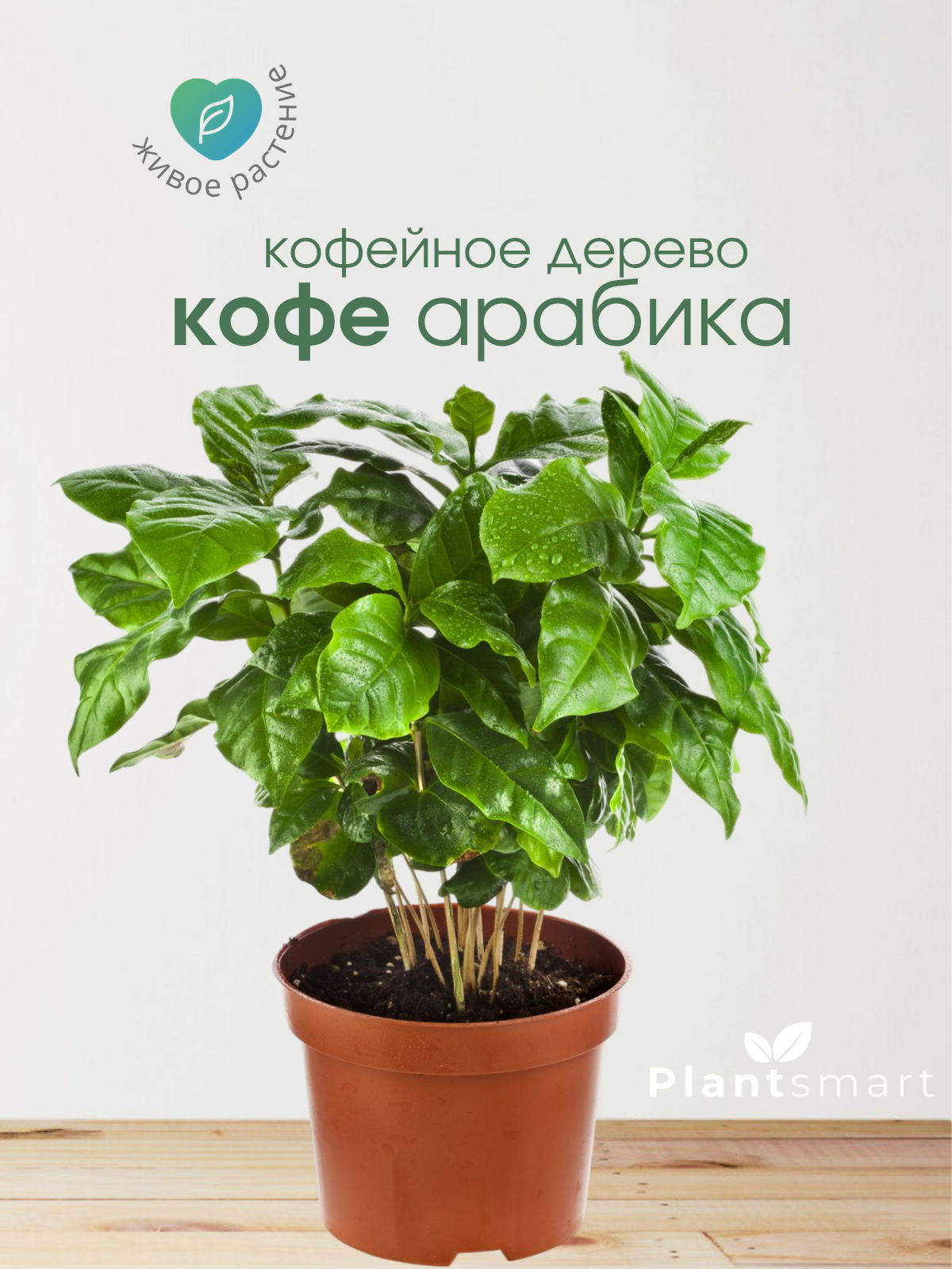 Кофейное дерево, живое комнатное растение, Кофе арабика, диаметр 12 см