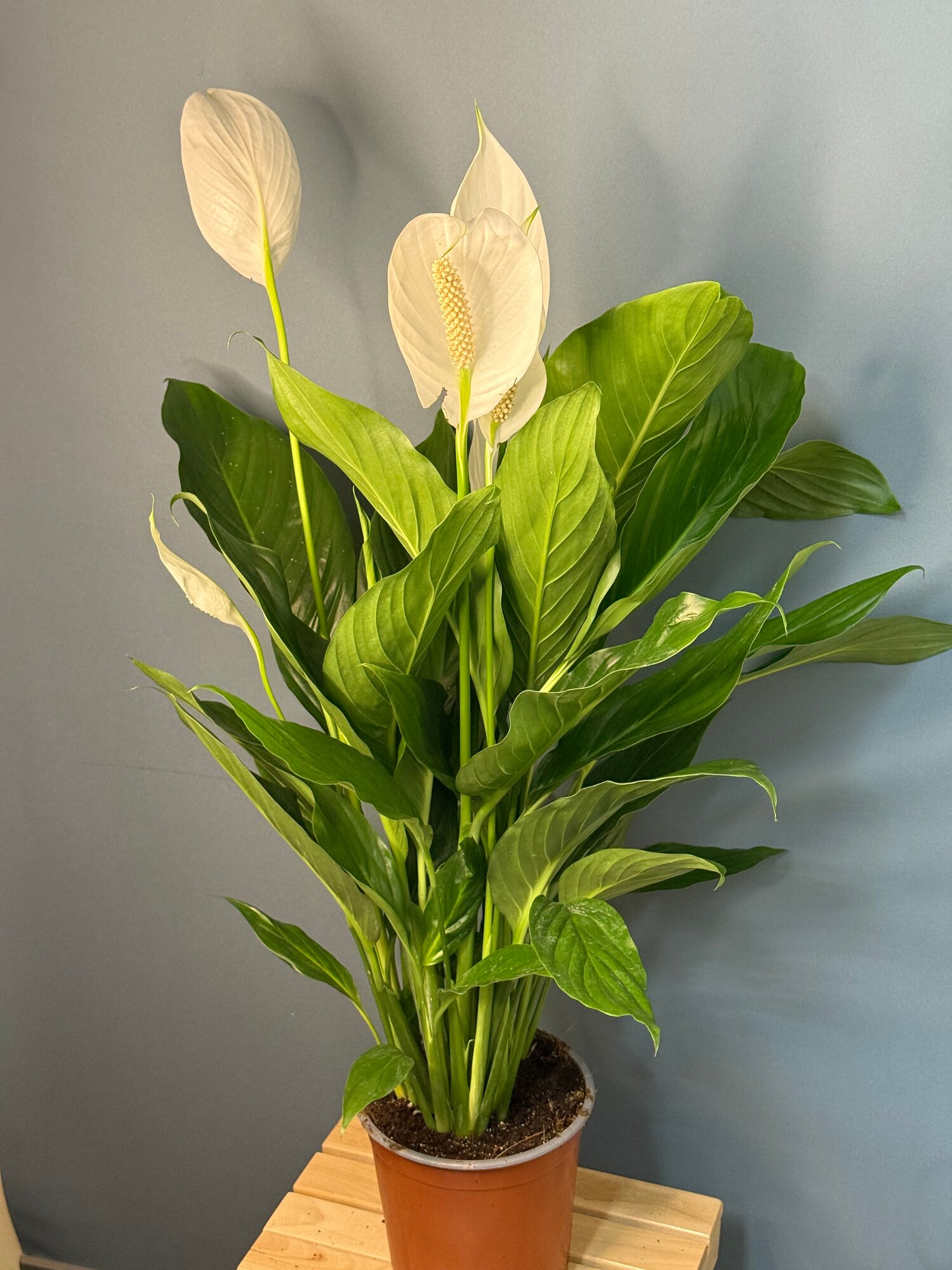 Спатифиллум (Spathiphyllum) — элегантная «Женское счастье» для уюта и гармонии в доме . Фото может немного отличаться