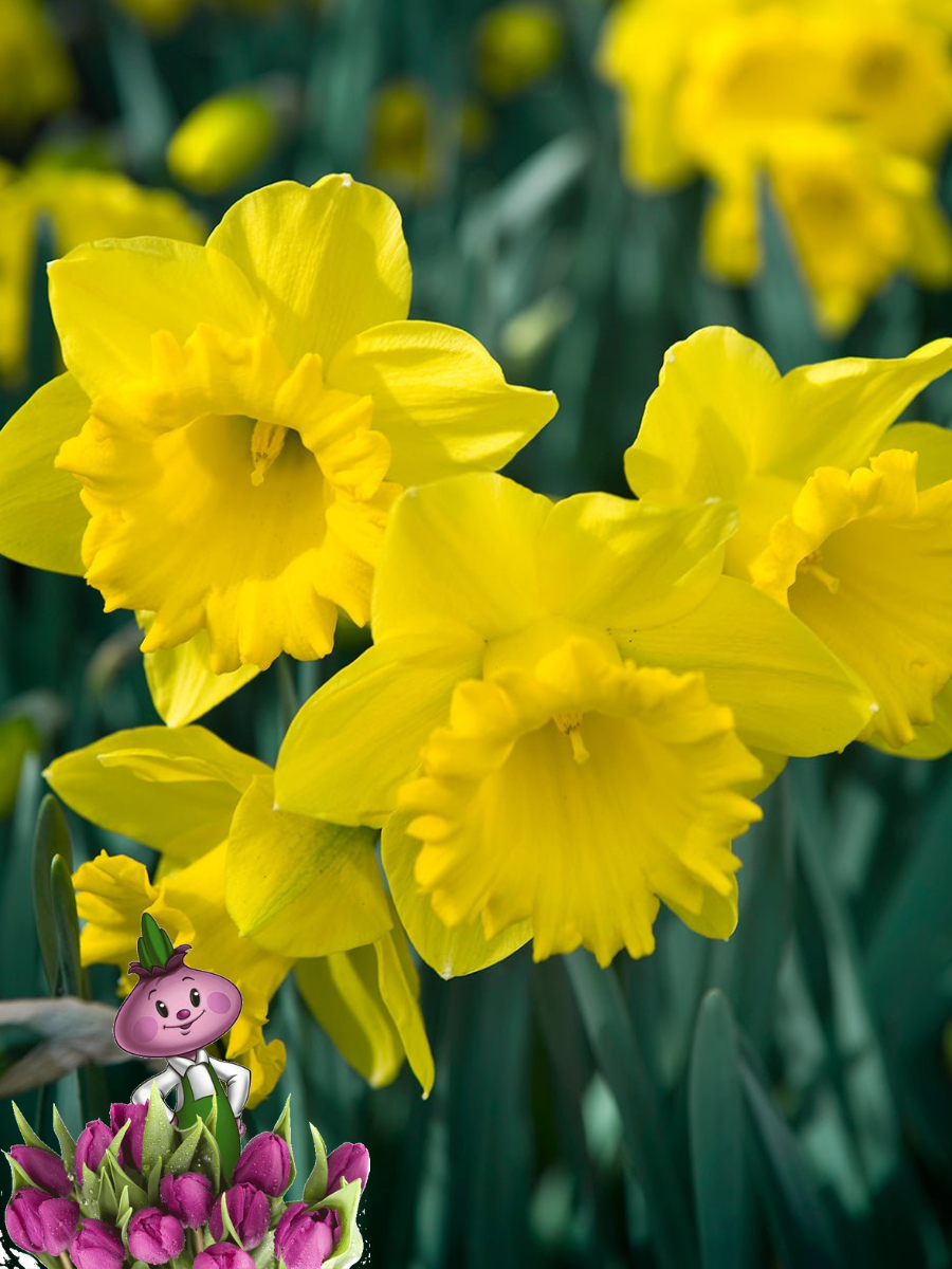 Луковицы цветов Chipollino flowers Нарцисс STANDART VALUE (3 луковицы)