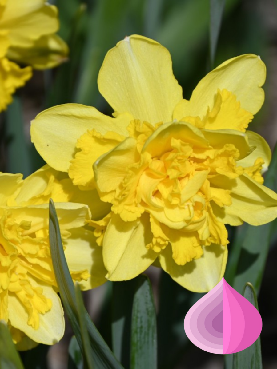 Луковицы цветов bulbs servise Нарцисс Спринг Парадайз махровый  желтый ( 3 штуки )