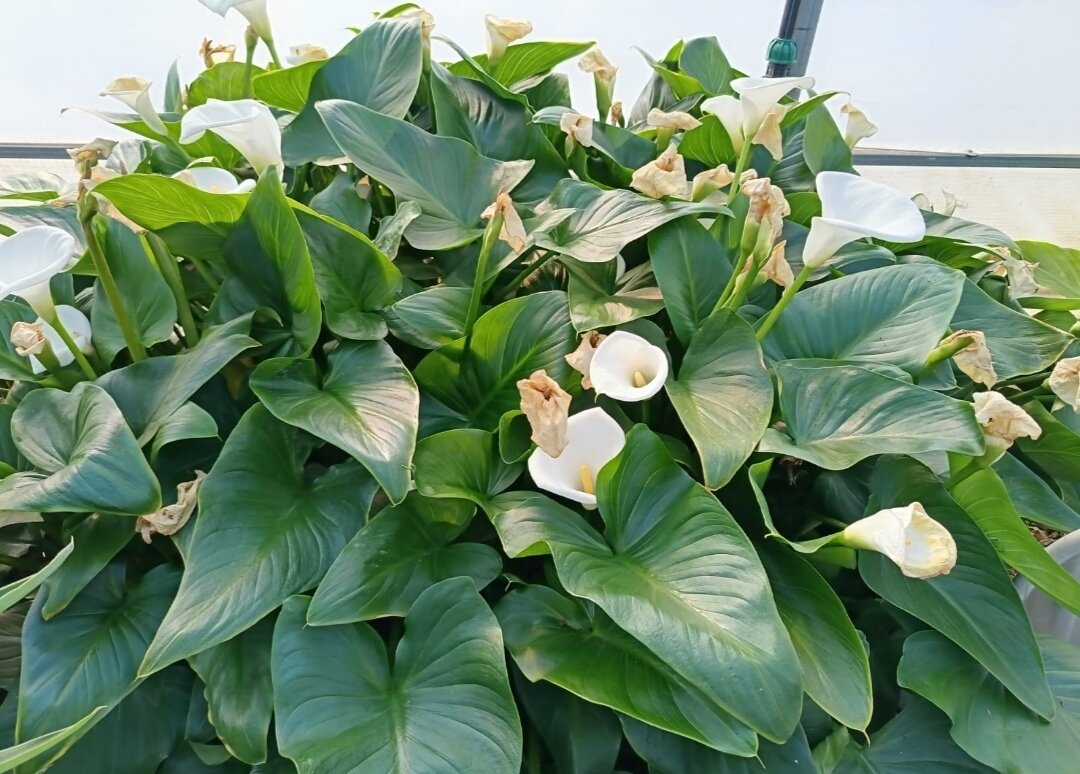 Белокрыльник болотный- саженец (15-35 см ЗКС)