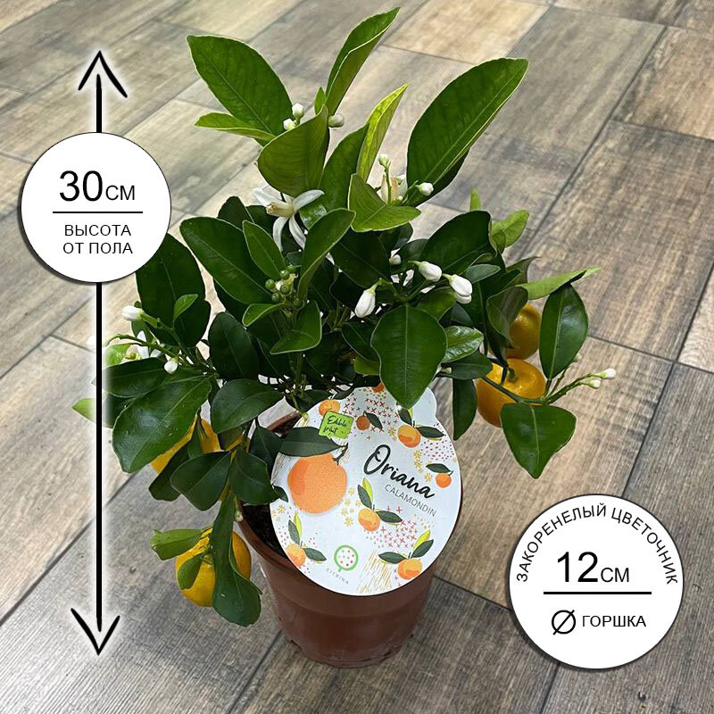 Цитрус Каламондин куст 12*30 живое комнатное растение в горшке