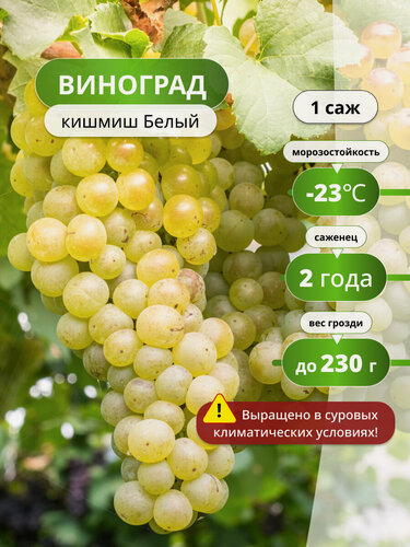 Изображение товара Виноград Кишмиш, белый, среднепоздний сорт, без косточек, 1 шт,