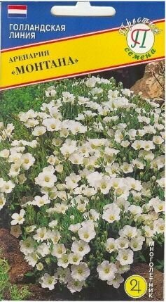 Аренария (песчанка горная) Монтана Престиж / 5 семян
