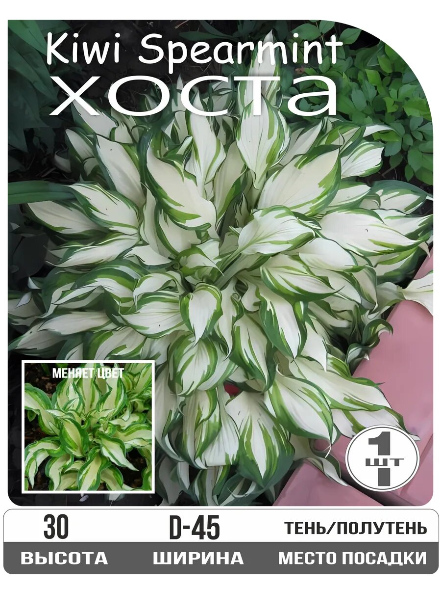 Хоста 