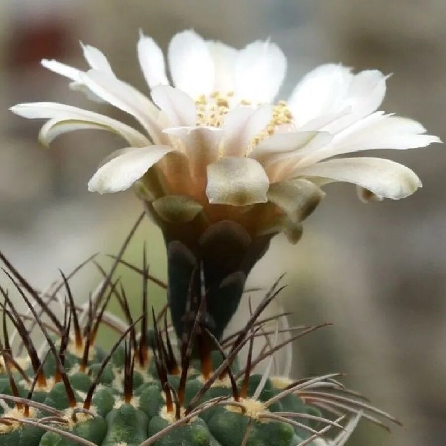 Семена Deodar SEEDS COMPANY Кактус Gymnocalycium weissianum ISI-1705 10 шт.