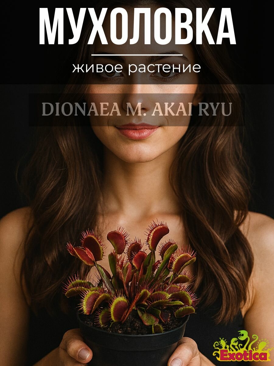 Венерина Мухоловка Красный Дракон (Dionaea Muscipula Akai Ryu) D9см, плотоядное растение