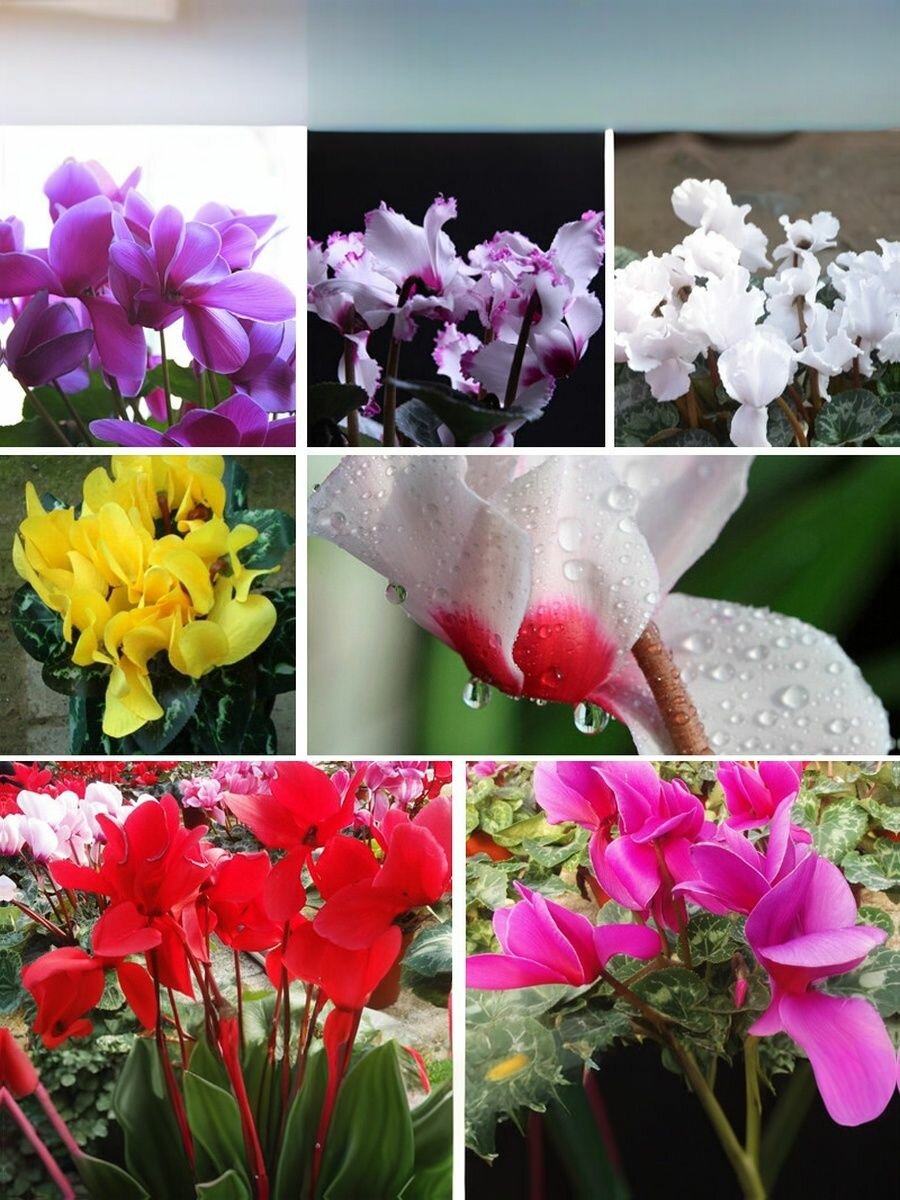 Цикламен сортовой семена