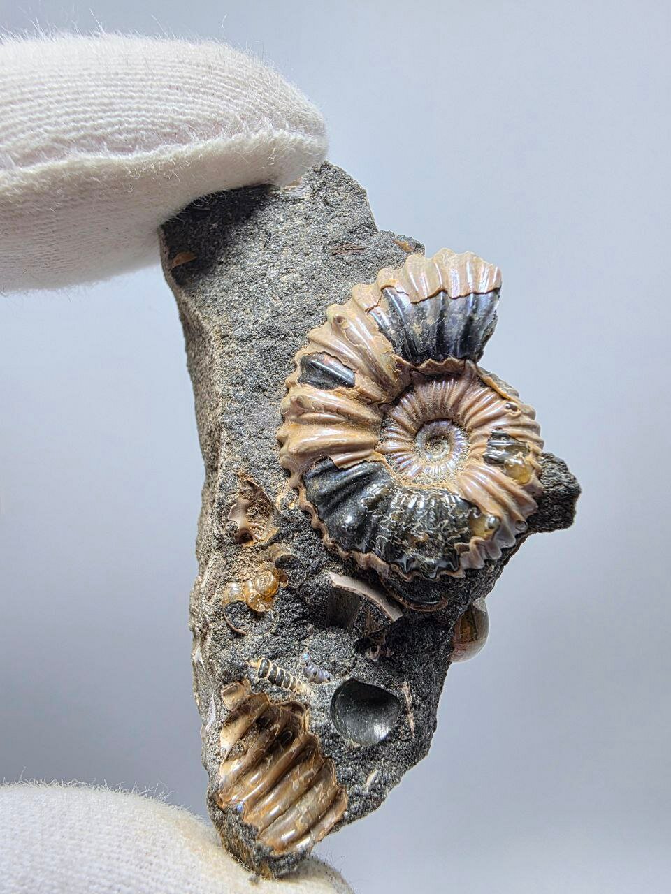 Аммонит перламутровый в породе 54 мм, 34 г. — фото 1