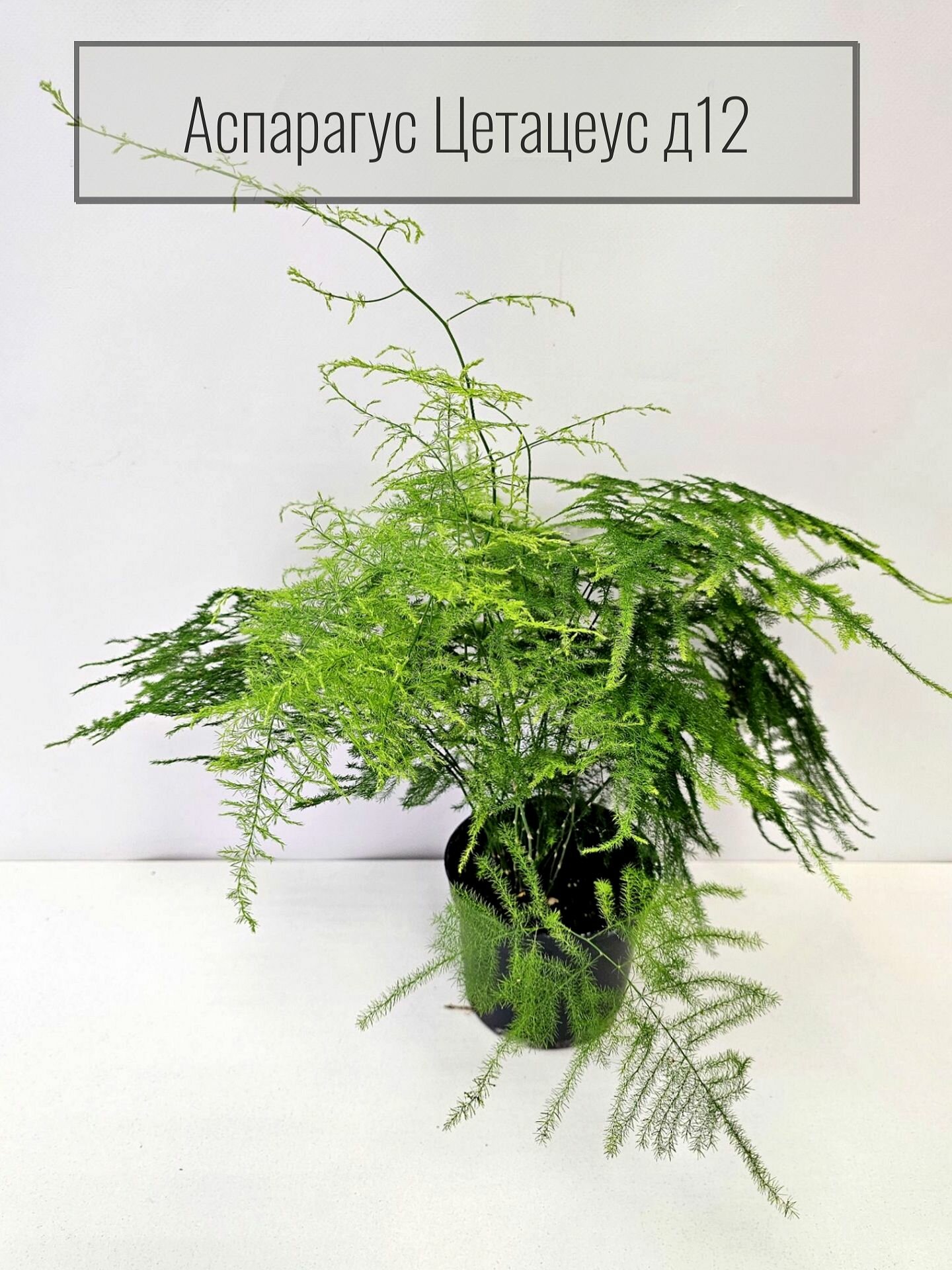 Аспарагус Цетацеус (Спаржа перистая Аспарагус щетинистый) живое растение диаметр горшка 12 см