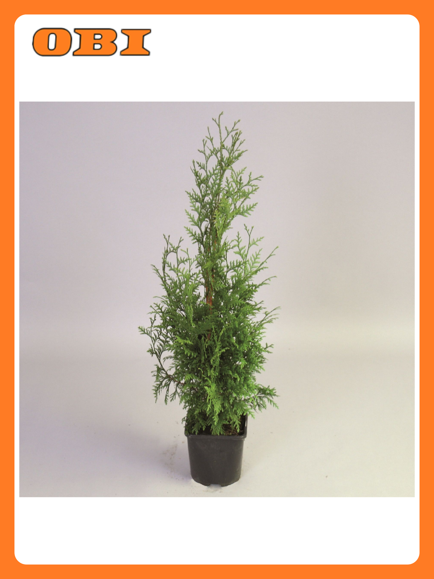 Туя складчатая Гелдерлэнд многолетнее декоративное растение хвойные