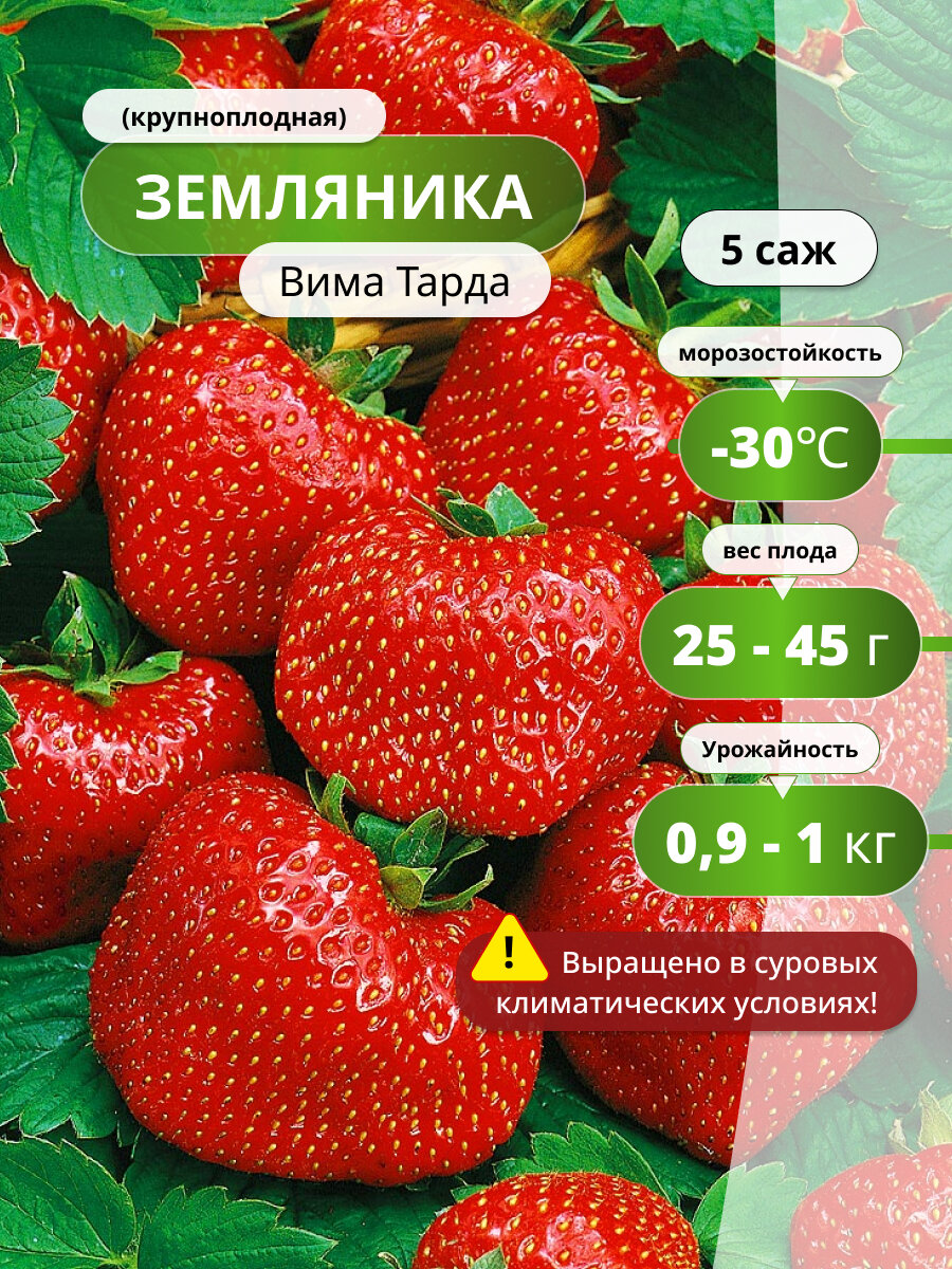 Клубника Вима Тарда крупноплодная многолетняя 5шт красная