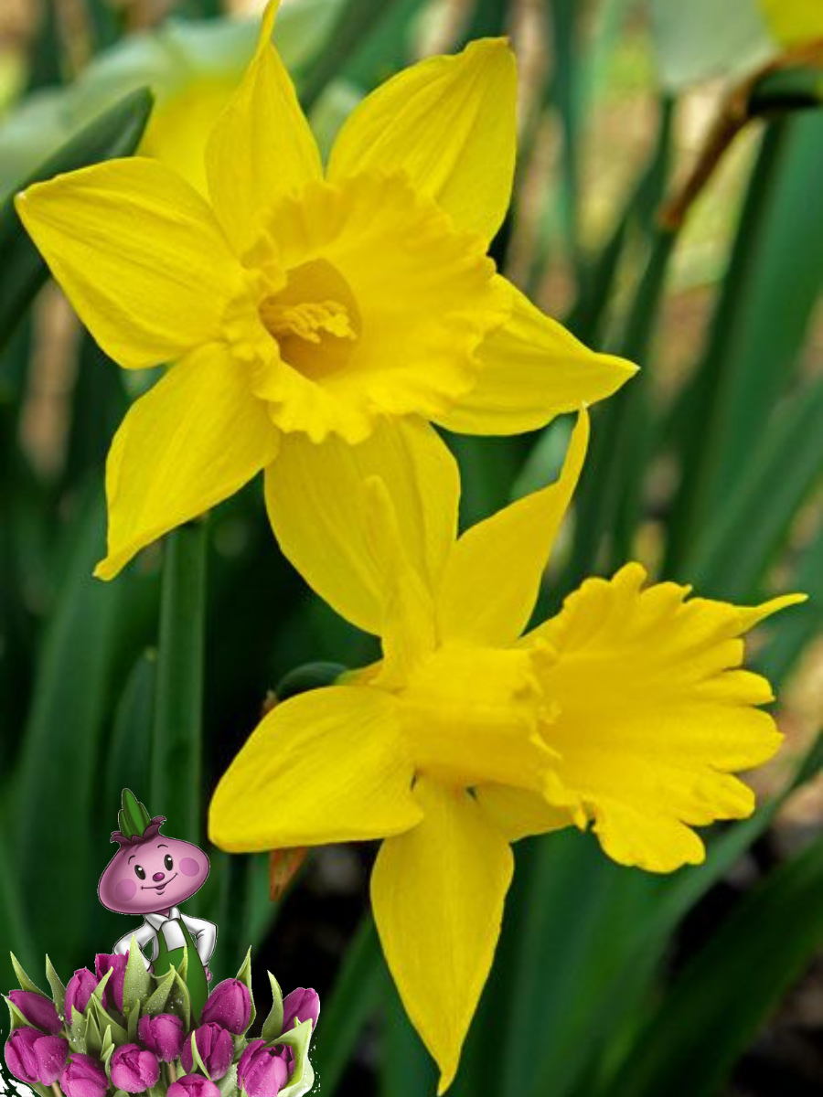 Луковицы цветов Chipollin flowers Нарцисс CALIFORNIA (3 луковицы)