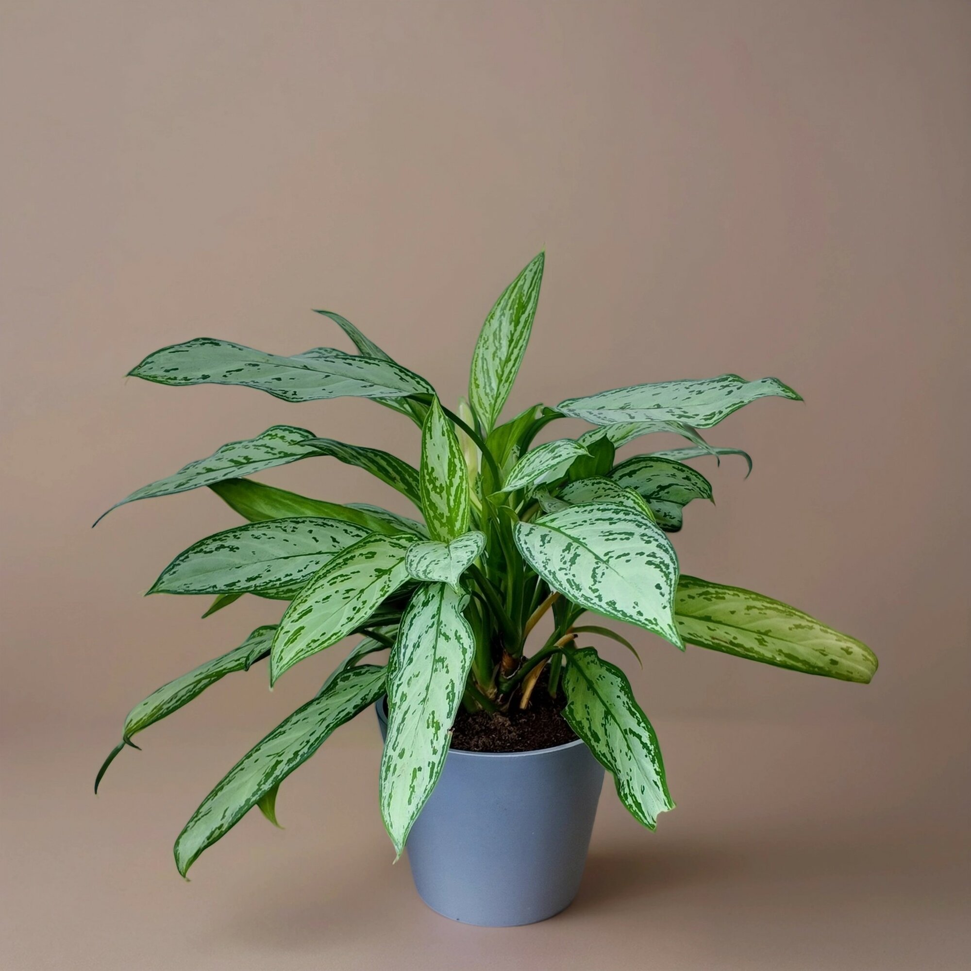 Аглаонема Сильвер Квин - Глаша; в тёмно-сером круглом ЭКО-горшке