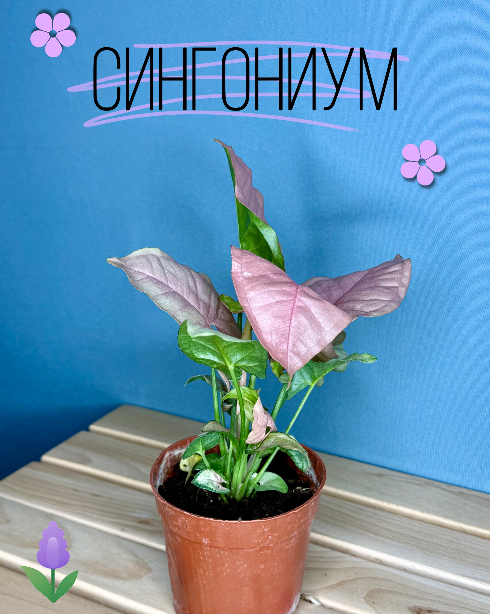 Сингониум Пинк — нежное розовое растение для стильного интерьера