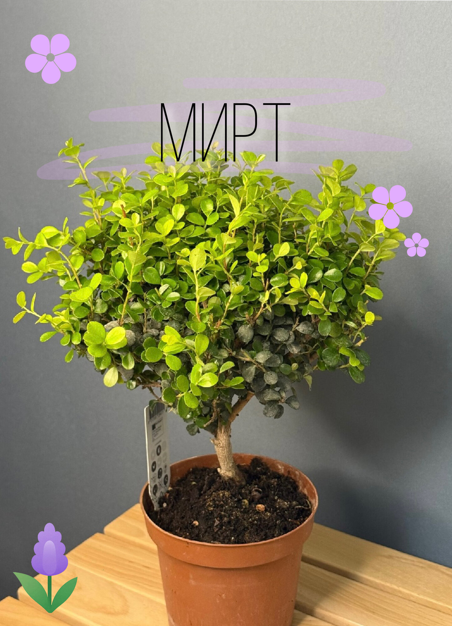 Мирт мерсина  Myrtus    ароматное вечнозелёное деревце в мини формате