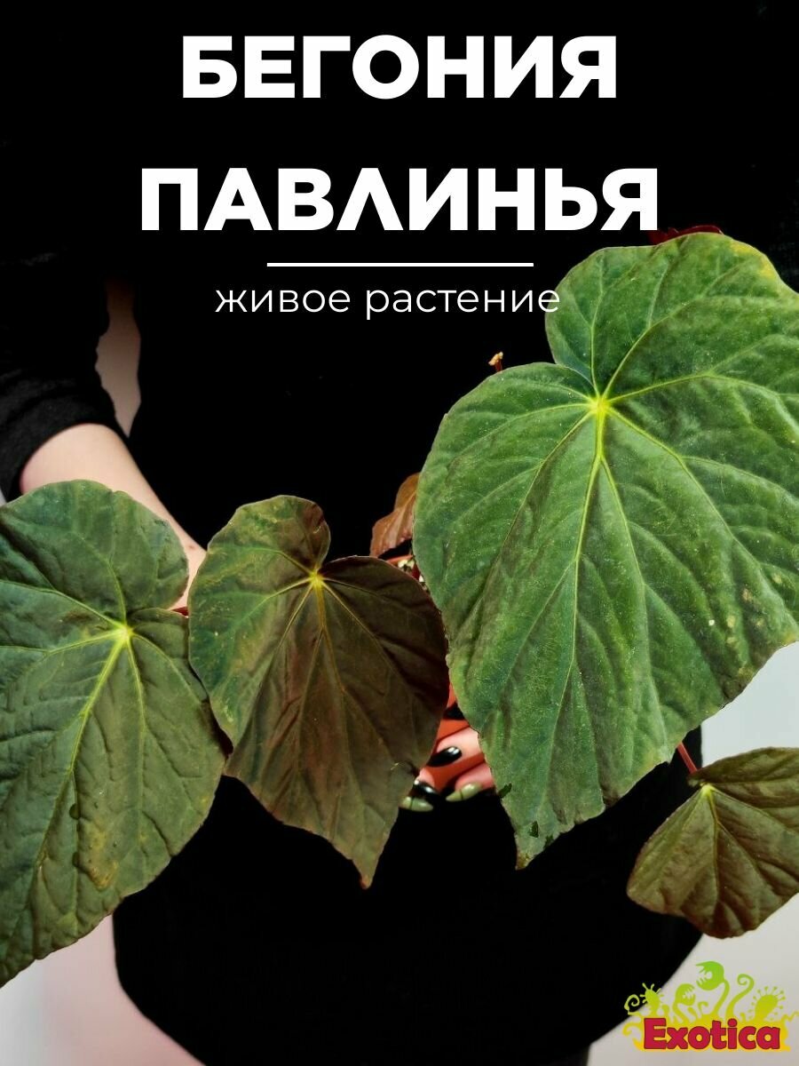 Бегония Павлинья (Begonia Pavonina) D10см комнатный цветок