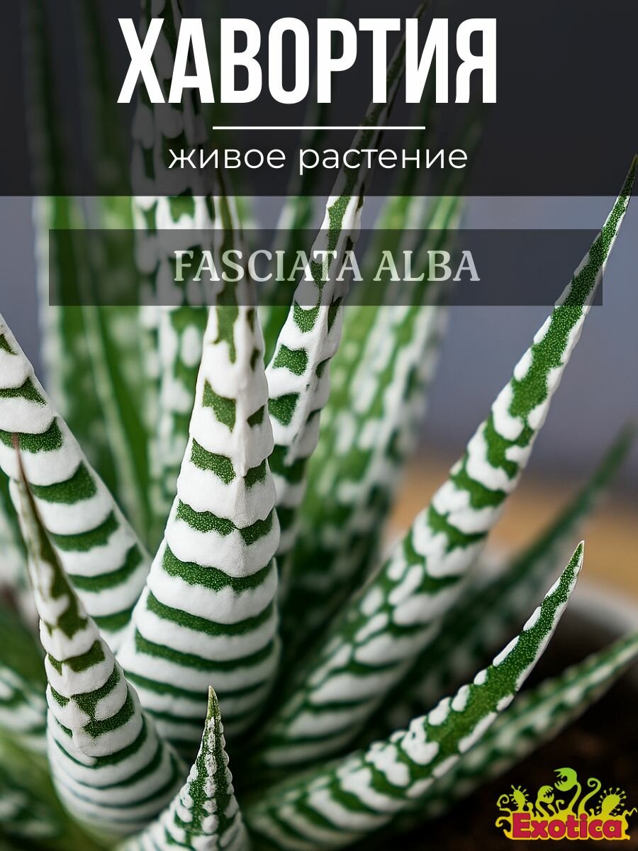 Хавортия Фасциата Альба (Haworthia Fasciata Alba) D8см живой суккулент