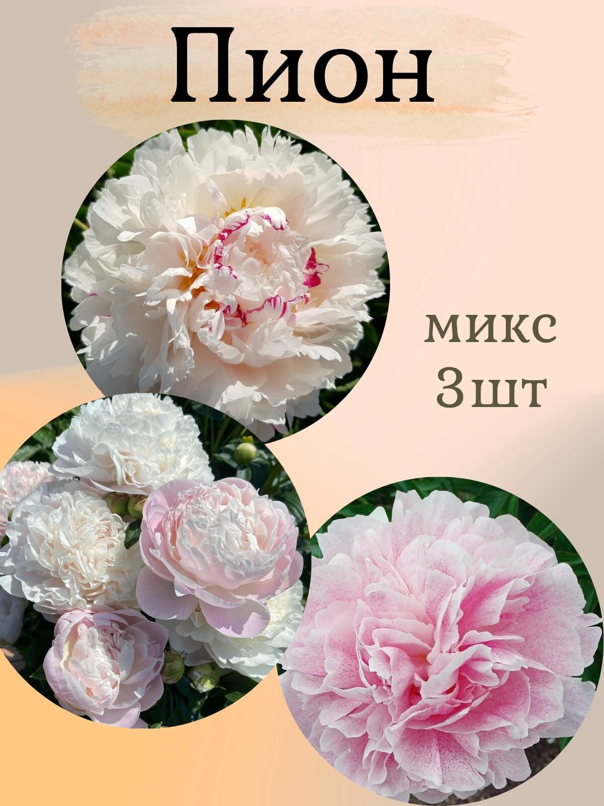 Пионы многолетние цветы Микс из 3 штук