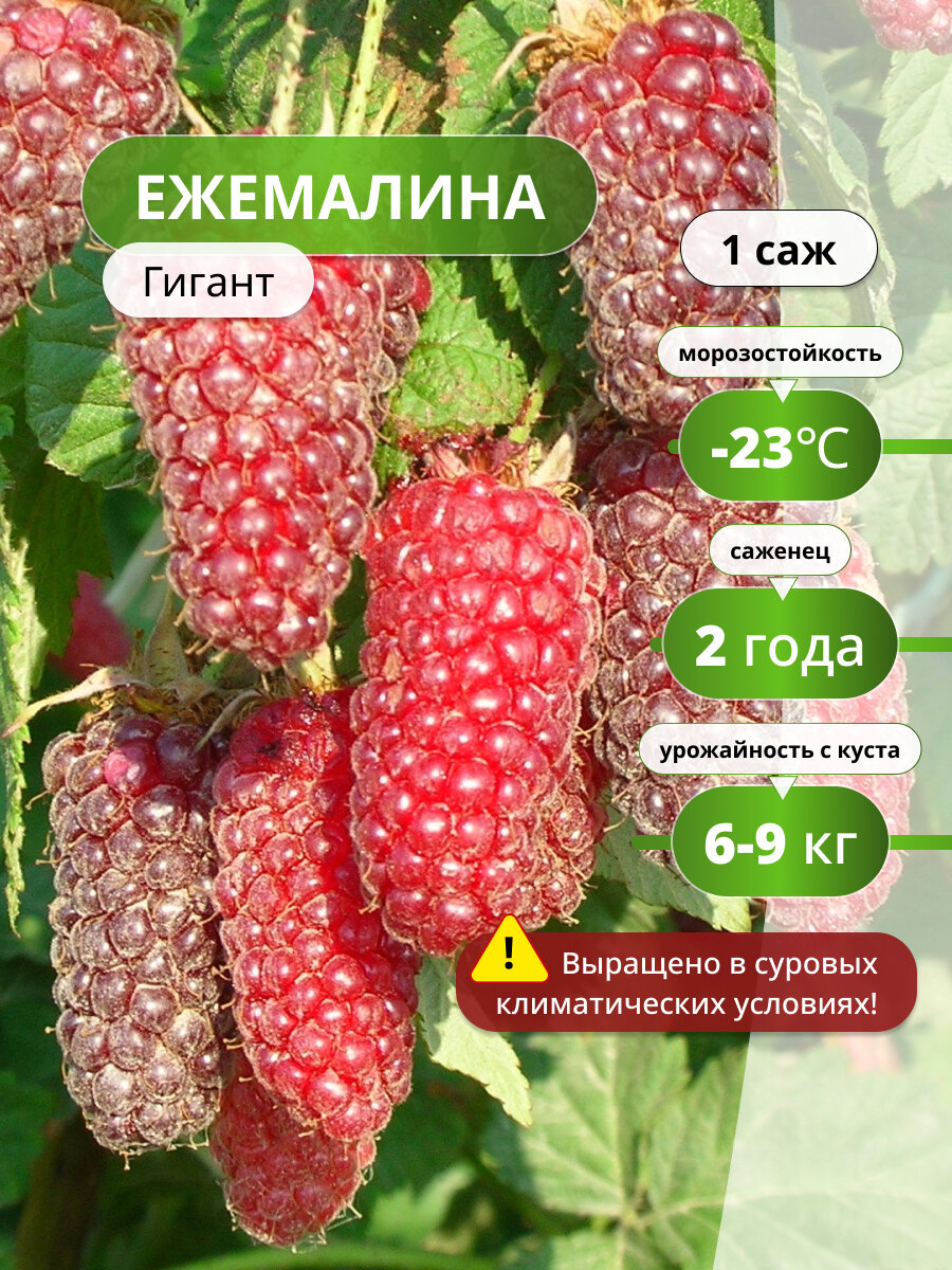 Ежемалина Гигант 1 саженец красный морозостокий среднеспелый сорт
