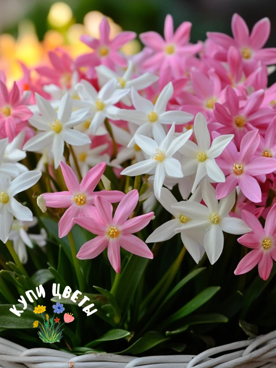 TWIN Хионодокса Luciliae Alba 5 шт/ Forbesii Rosea 5 шт ( 10 луковиц )