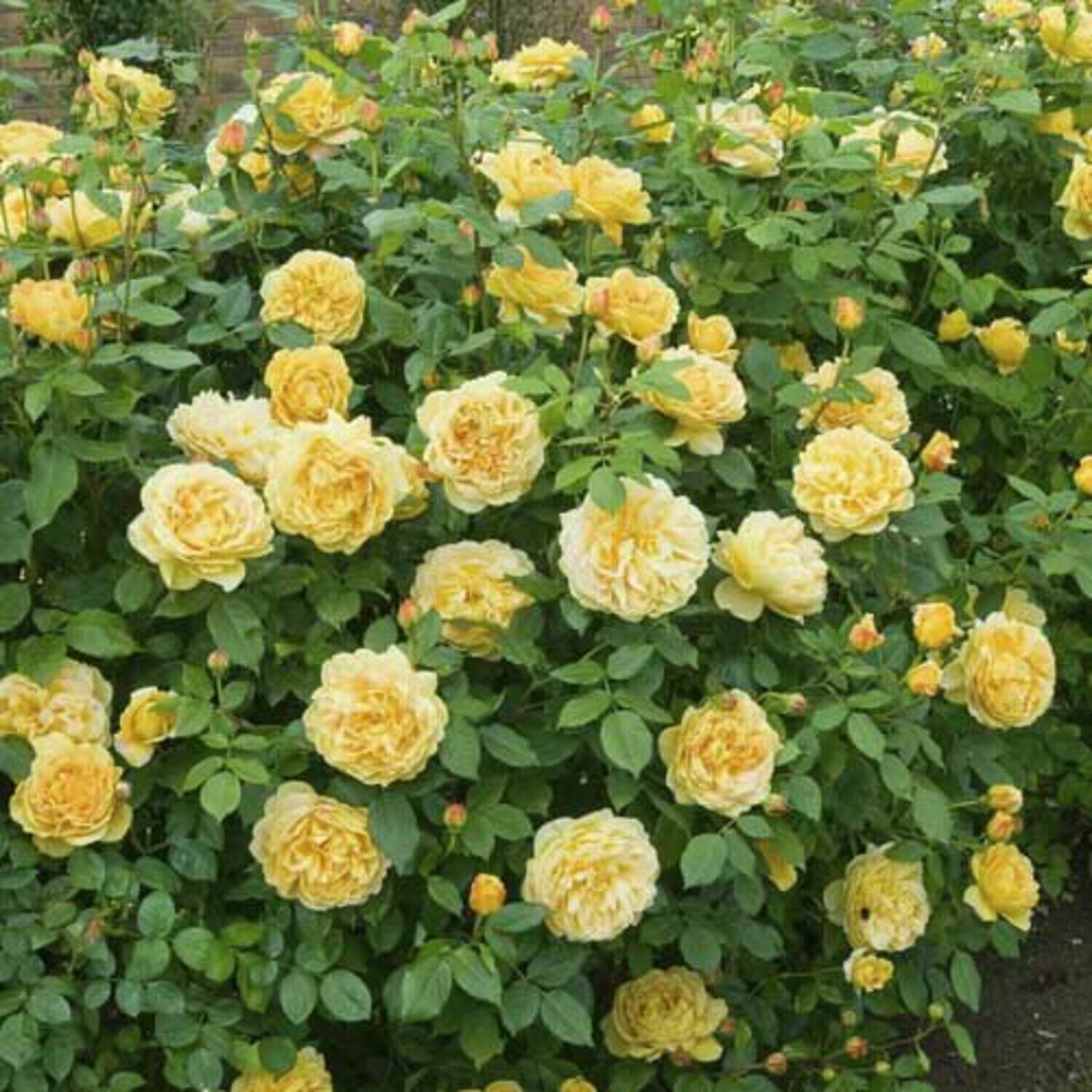 Роза плетистая Голден Парфюм (Golden Parfyum) / 1 шт ароматный сорт