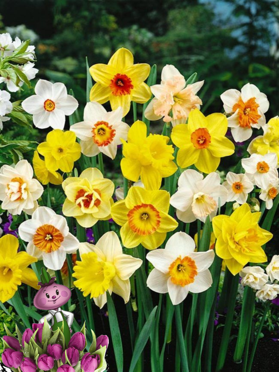 Луковицы цветов Chipollino flowers Нарциссы MIX (3 луковицы)