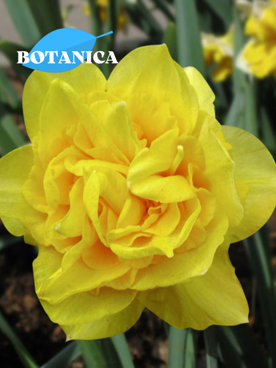 Луковицы цветов botanica garden Нарцисс Дик Вилден (3 штуки)