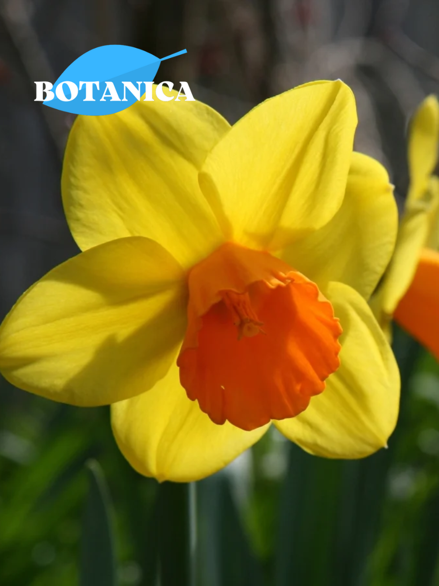 Луковицы цветов botanica garden Нарцисс Джетфаер (3 штуки)