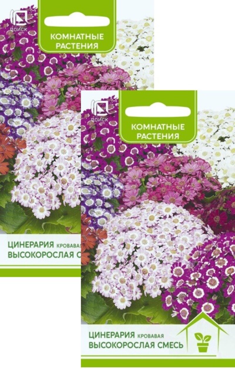 Семена Цинерария кровавая смесь (001 г) 2 пакета Агрофирма Поиск