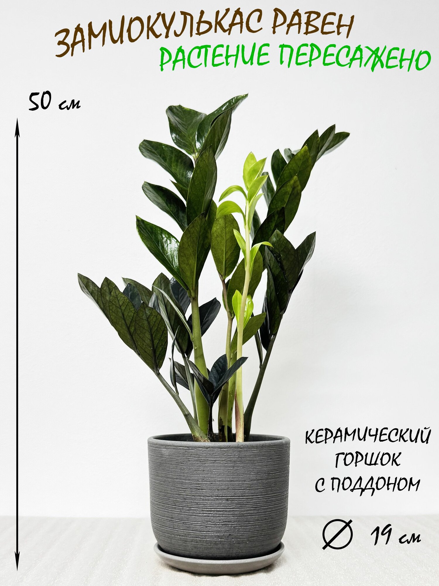 Замиокулькас Равен в сером керамическом горшке с поддоном высота 45-50см