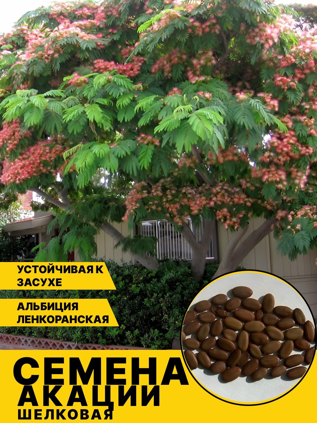 Семена дерева акации, шелковое растение цветок розового цвета