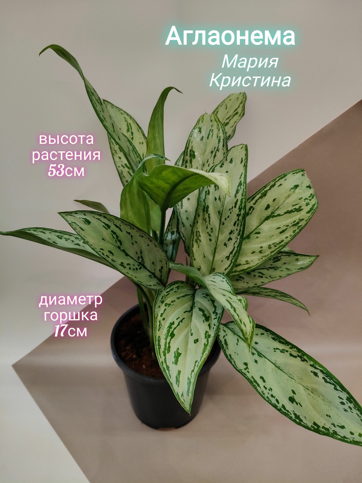 Аглаонема Мария Кристина Aglaonema Maria Christina живое комнатное растение для дома очистка воздуха неприхотливое теневыносливое