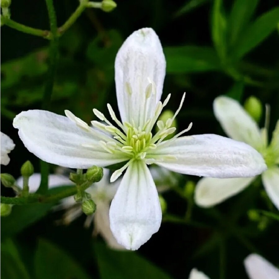 Семена Deodar SEEDS COMPANY Ломонос трехцветковый 50 шт.