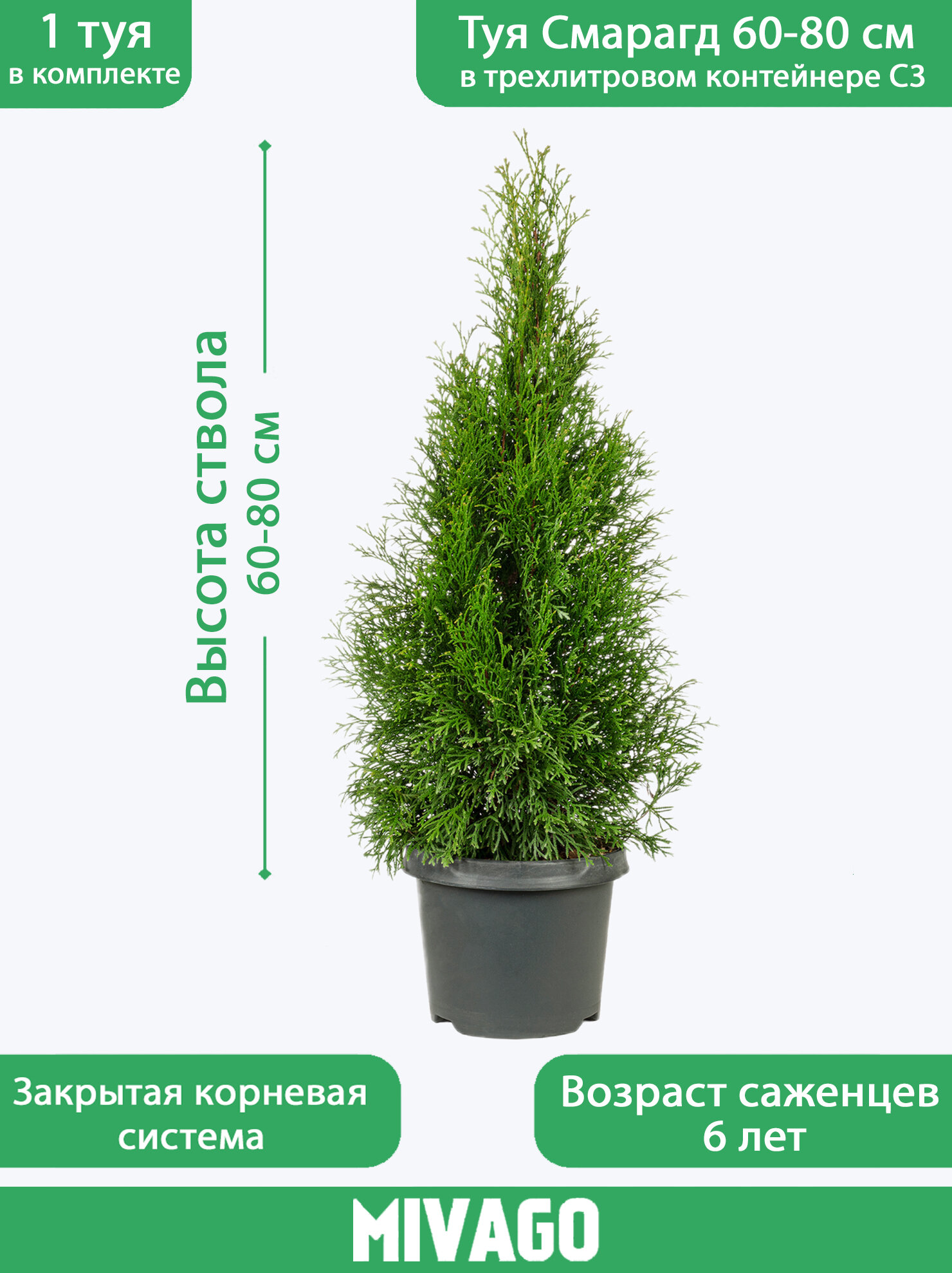 Туя западная Смарагд C3 высота 60-80 см диаметр горшка 19 см 1 саженец
