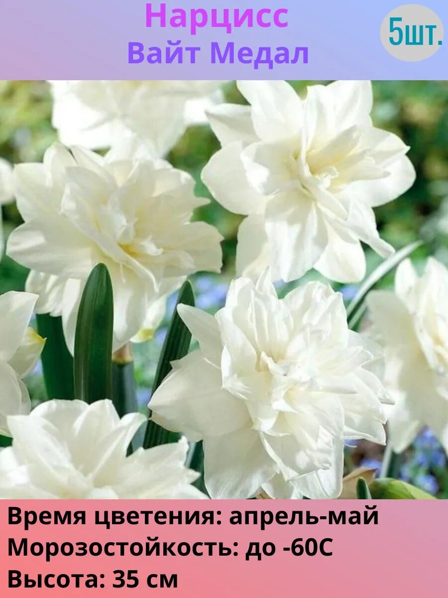 Нарциссы многолетние луковицы 5 штук