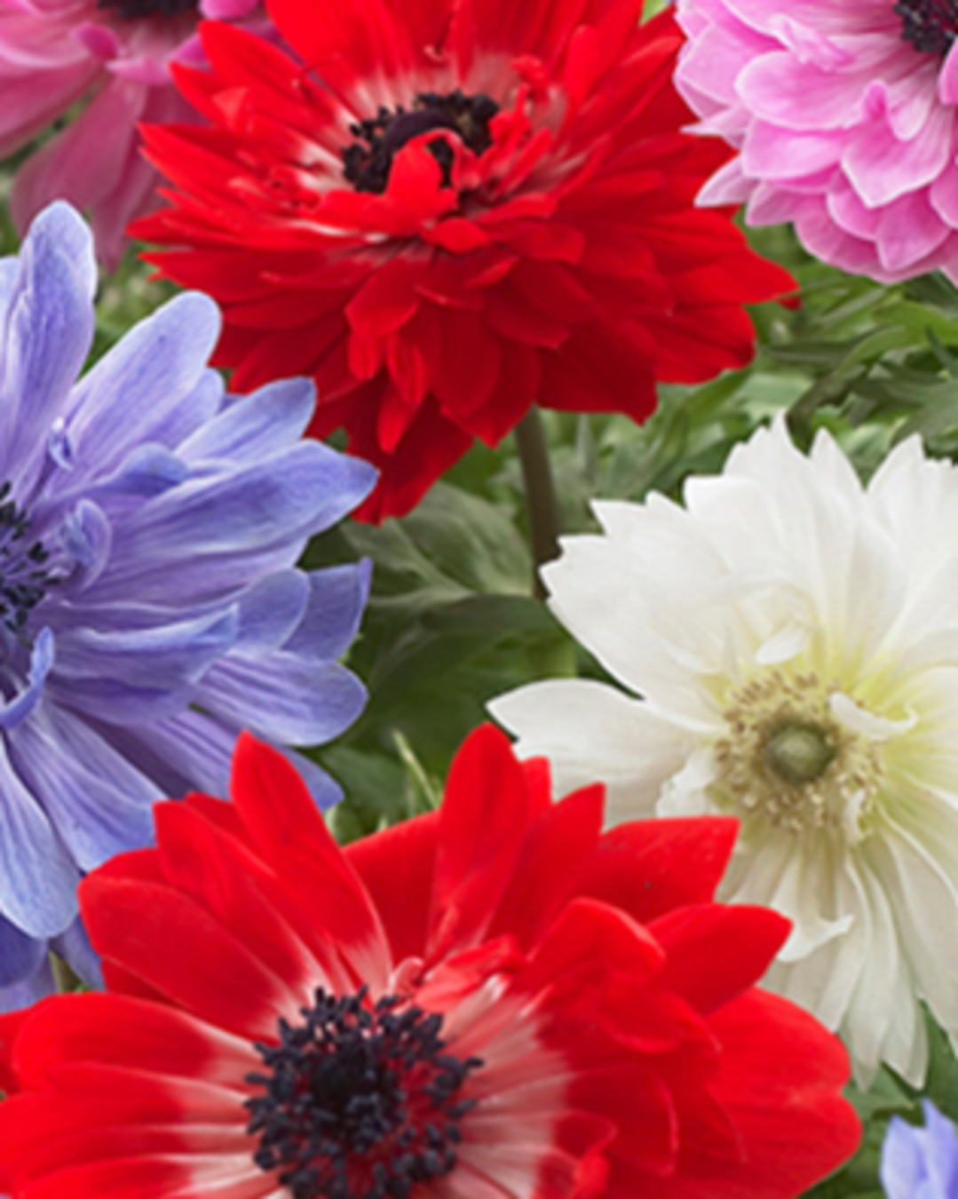 Анемона луковицы махровая Сент Бриджит микс 10 шт высота 25 см