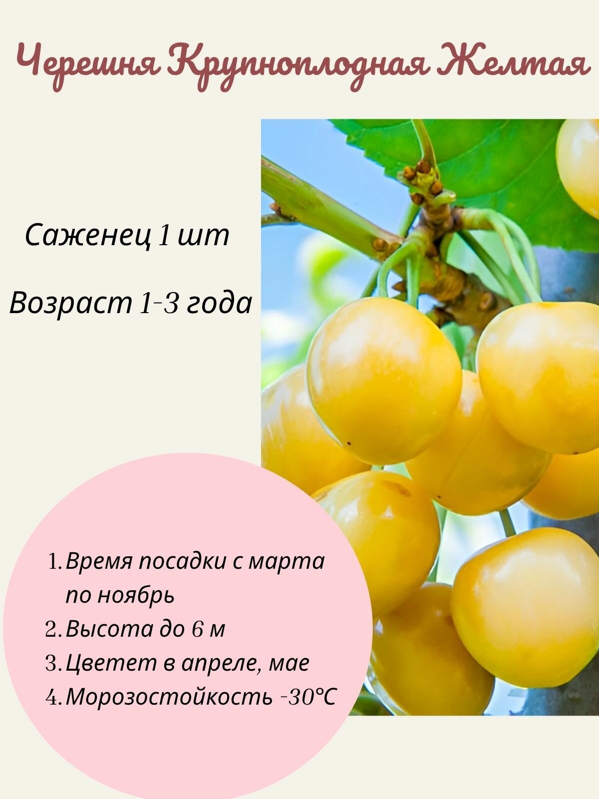 Черешня Крупноплодная Желтая саженец 1 шт