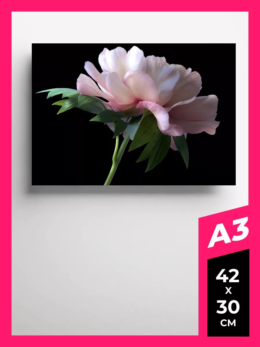 Постер пионы плакат 20 на стену А1 А2 А3 50 х 70 матовая фотобумага премиум качества