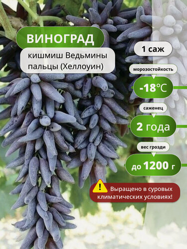 Изображение товара Виноград "Ведьмины пальцы", кишмишный сорт, для диетического питания, 1 шт