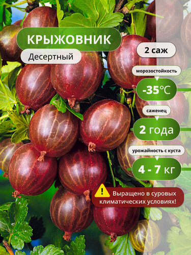 Изображение товара Крыжовник Десертный, 2 , высокоурожайный, морозостойкий сорт
