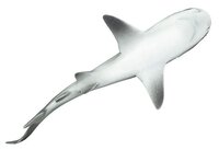 Фигурка Safari Ltd Серая рифовая акула 100099