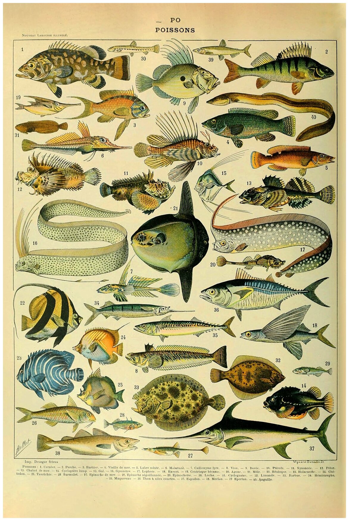 Постер / Плакат / Картина Виды рыб 40х50 см в подарочном тубусе