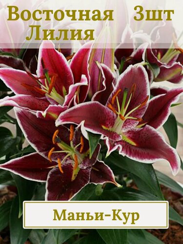 Изображение товара Лилия Восточная махровая, многолетние цветы, луковицы 3 шт