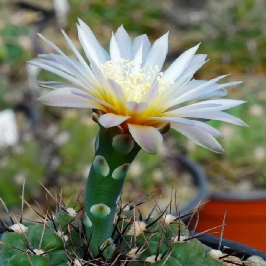 Семена Deodar SEEDS COMPANY Кактус Gymnocalycium borthii GN-1075/3935 10 шт.
