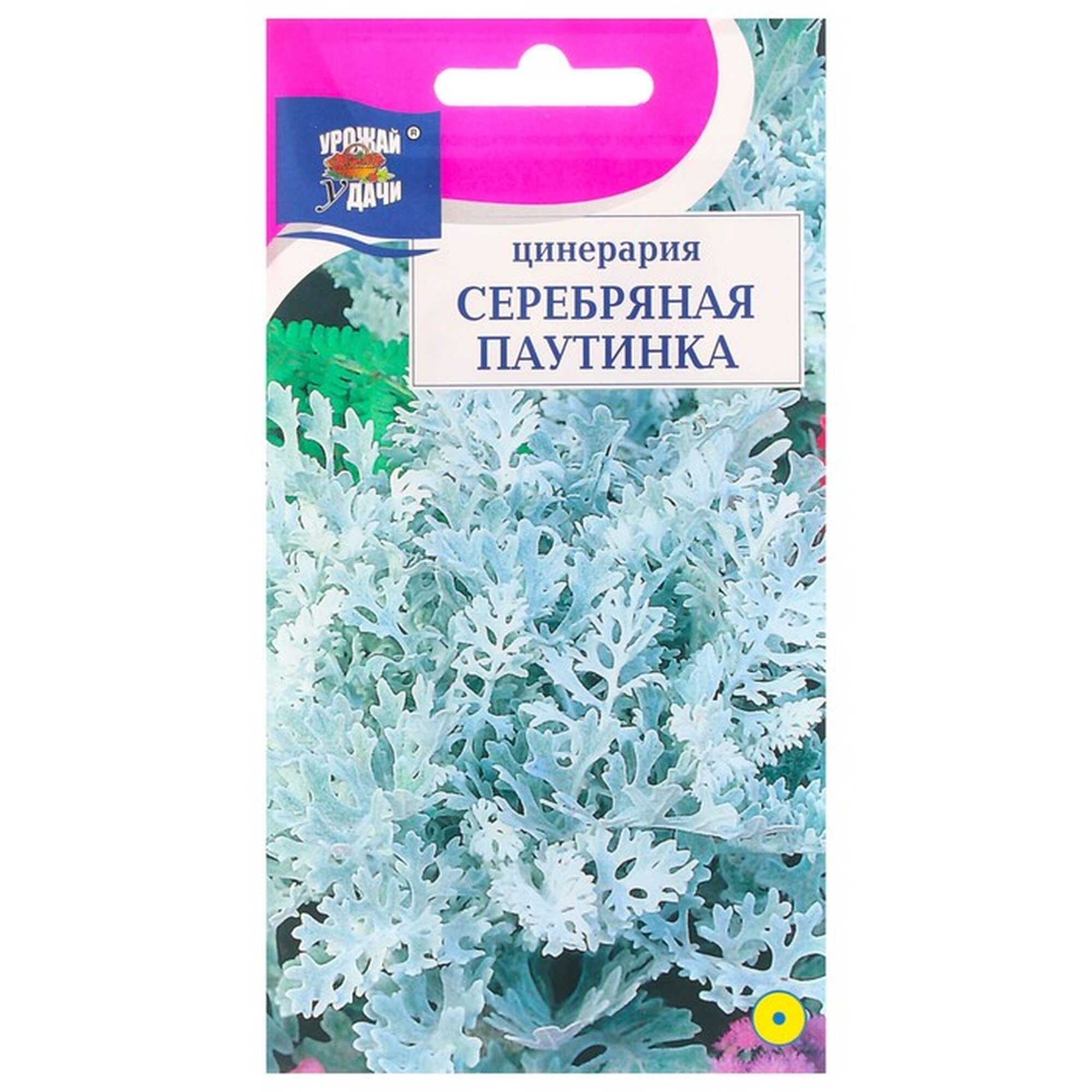 Семена цинерарии 